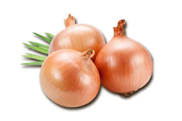 Cibule